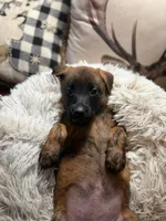 Oasis, a female Belgian Malinois and Dutch Shepherd for sale in Red Lion, PA – Photo 2 of 2