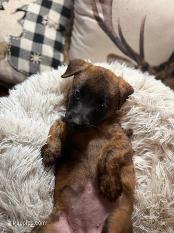 Oasis – Belgian Malinois, Dutch Shepherd puppy for sale in Red Lion, PA