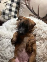 Oasis, a female Belgian Malinois and Dutch Shepherd for sale in Red Lion, PA – Photo 1 of 2