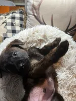 Zepplin, a male Belgian Malinois and Dutch Shepherd for sale in Red Lion, PA – Photo 2 of 2