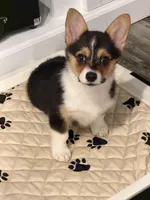 Luna, a female Pembroke Welsh Corgi for sale in Ontario, CA – Photo 6 of 6