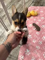 Luna, a female Pembroke Welsh Corgi for sale in Ontario, CA – Photo 4 of 6