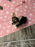 Luna, a female Pembroke Welsh Corgi for sale in Ontario, CA – Photo 5 of 6