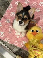 Luna, a female Pembroke Welsh Corgi for sale in Ontario, CA – Photo 2 of 6
