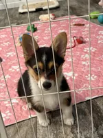 Luna, a female Pembroke Welsh Corgi for sale in Ontario, CA – Photo 3 of 6