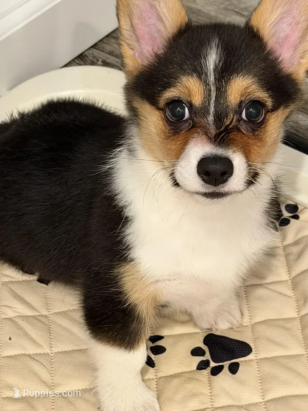 Luna – Pembroke Welsh Corgi puppy for sale in Ontario, CA