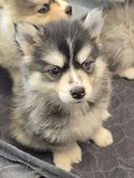 Girl 2 mini, a female Pomsky for sale in Jacksonville, NC – 6 of 7