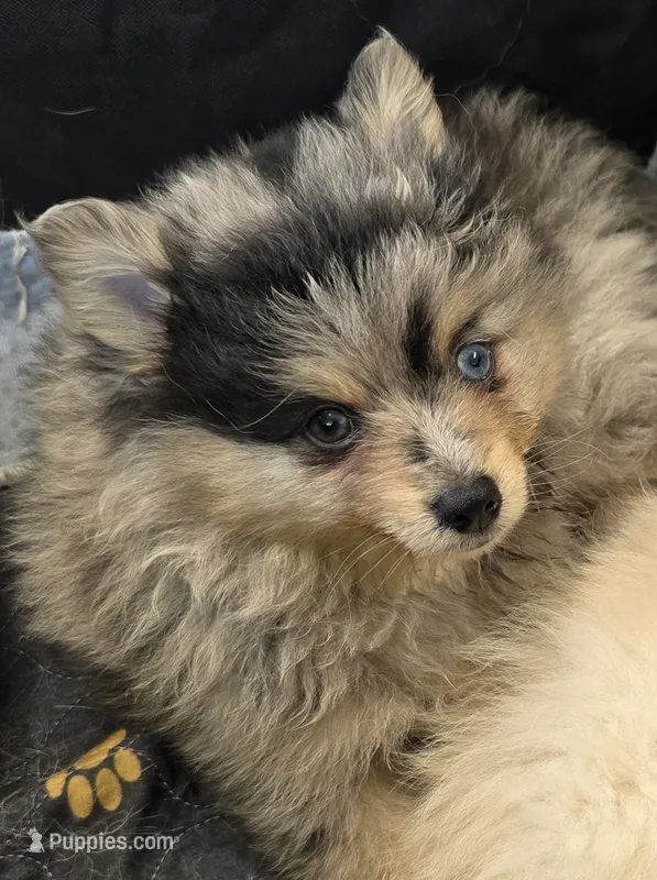 Merle toy/mini – Pomsky puppy for sale in Jacksonville, NC