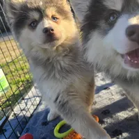 Toy Blue Boy, a male Pomsky for sale in Jacksonville, NC – Photo 9 of 9