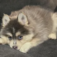 Toy Blue Boy, a male Pomsky for sale in Jacksonville, NC – Photo 4 of 9