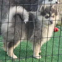Toy Blue Boy, a male Pomsky for sale in Jacksonville, NC – Photo 2 of 9