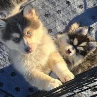 Toy Blue Boy, a male Pomsky for sale in Jacksonville, NC – Photo 7 of 9