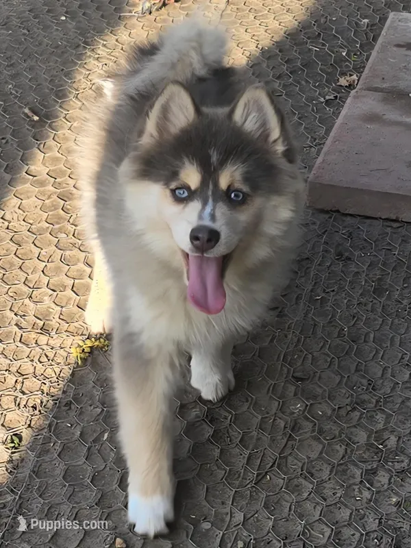 Toy Blue Boy – Pomsky puppy for sale in Jacksonville, NC