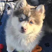 Toy Blue Boy, a male Pomsky for sale in Jacksonville, NC – Photo 1 of 9