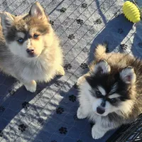 Toy Blue Boy, a male Pomsky for sale in Jacksonville, NC – Photo 8 of 9