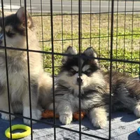 Toy Blue Boy, a male Pomsky for sale in Jacksonville, NC – Photo 6 of 9