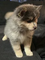 Black Boy, a male Pomsky for sale in Jacksonville, NC – Photo 5 of 5