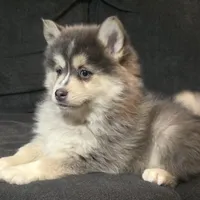 Toy Blue Boy, a male Pomsky for sale in Jacksonville, NC – Photo 3 of 9
