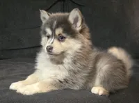 Black Boy, a male Pomsky for sale in Jacksonville, NC – Photo 1 of 5