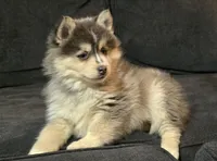 Black Boy, a male Pomsky for sale in Jacksonville, NC – Photo 3 of 5