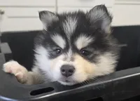Blue Girl, a female Pomsky for sale in Jacksonville, NC – Photo 3 of 9