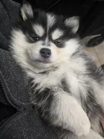 Blue Girl, a female Pomsky for sale in Jacksonville, NC – Photo 9 of 9