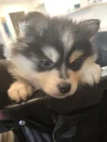 Blue Girl, a female Pomsky for sale in Jacksonville, NC – Photo 6 of 9