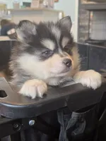 Blue Girl, a female Pomsky for sale in Jacksonville, NC – Photo 1 of 9