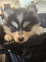 Blue Girl, a female Pomsky for sale in Jacksonville, NC – Photo 7 of 9