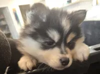 Blue Girl, a female Pomsky for sale in Jacksonville, NC – Photo 5 of 9
