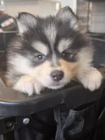 Blue Girl, a female Pomsky for sale in Jacksonville, NC – Photo 2 of 9