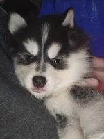 Blue Girl, a female Pomsky for sale in Jacksonville, NC – Photo 4 of 9