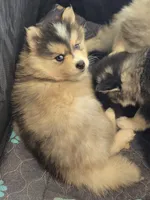 Girl 1 mini, a female Pomsky for sale in Jacksonville, NC – 9 of 10