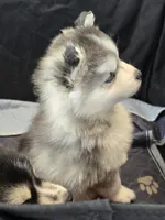 Girl 3 mini, a female Pomsky for sale in Jacksonville, NC – 4 of 10