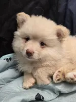 Toy Cream, a male Pomsky for sale in Jacksonville, NC – 8 of 10