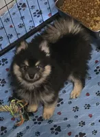Black toy size, a male Pomsky for sale in Jacksonville, NC – 2 of 8