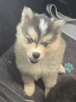 Girl 1 mini, a female Pomsky for sale in Jacksonville, NC – 7 of 10
