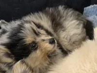 Merle toy/mini, a male Pomsky for sale in Jacksonville, NC – 2 of 9