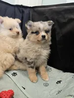 Toy Cream, a male Pomsky for sale in Jacksonville, NC – 6 of 10