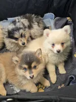 Merle toy/mini, a male Pomsky for sale in Jacksonville, NC – 9 of 9