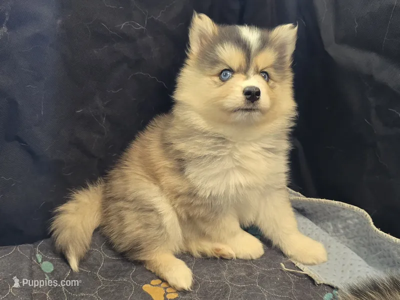 Girl 1 mini – Pomsky puppy for sale in Jacksonville, NC
