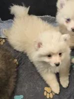 Lil Cream toy size, a male Pomsky for sale in Jacksonville, NC – 4 of 5
