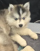 Girl 4 mini, a female Pomsky for sale in Jacksonville, NC – 9 of 9