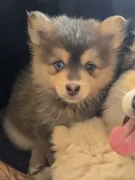 Blue toy/mini, a male Pomsky for sale in Jacksonville, NC – 3 of 6