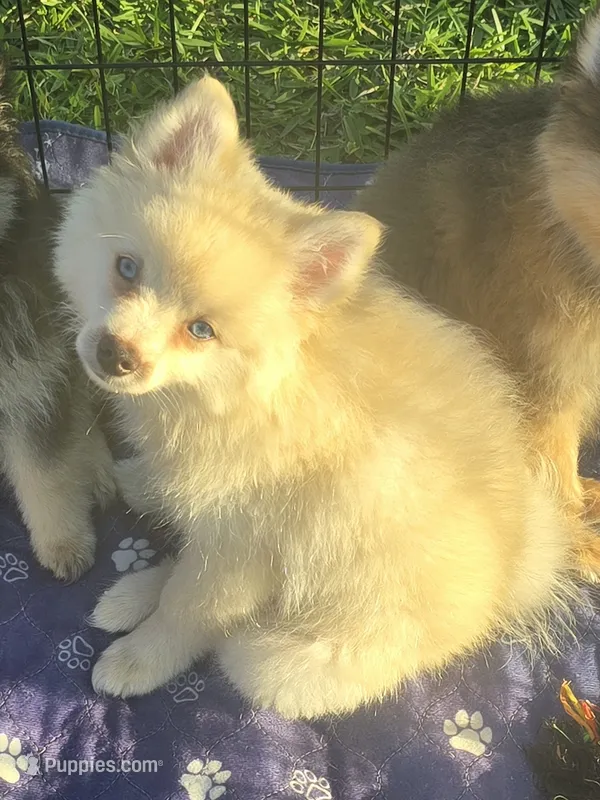 Cream toy/mini – Pomsky puppy for sale in Jacksonville, NC