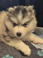 Girl 3 mini, a female Pomsky for sale in Jacksonville, NC – 2 of 10