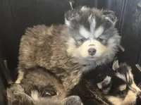 Fushia Girl, a female Pomsky for sale in Jacksonville, NC – Photo 2 of 5