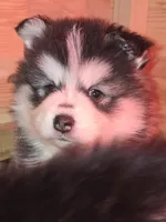 Fushia Girl, a female Pomsky for sale in Jacksonville, NC – Photo 3 of 5