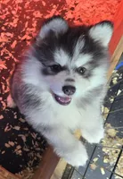 Fushia Girl, a female Pomsky for sale in Jacksonville, NC – Photo 1 of 5