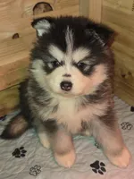 Fushia Girl, a female Pomsky for sale in Jacksonville, NC – Photo 5 of 5